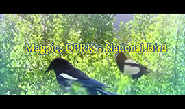 Magpie, DPRK’s National Bird 