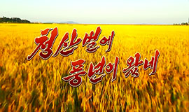 A Bumper Harvest in the Chongsan Plain