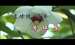 Mokran(Magnolia)—National Flower of DPRK