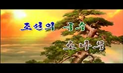 Pine-tree--National Tree of DPRK Associated with National Soul and Spirit