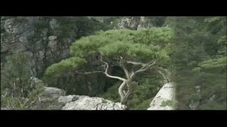 Сосна - национальное дерево Кореи